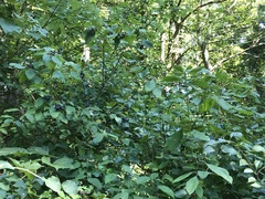 Cornus amomum