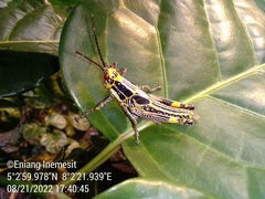 Zonocerus variegatus