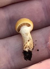 Agaricales