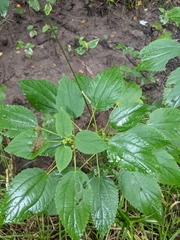 Boehmeria cylindrica