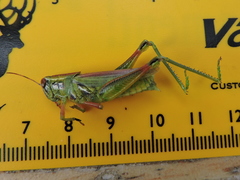 Hesperotettix viridis