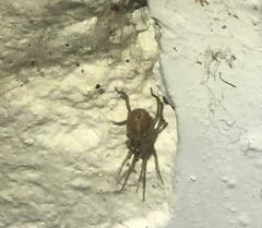 Araneomorphae