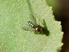 Condylostylus longicornis