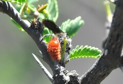Dasymutilla sicheliana