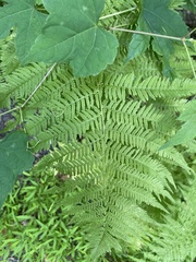 Athyrium
