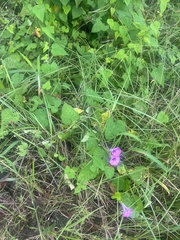 Ipomoea cordatotriloba