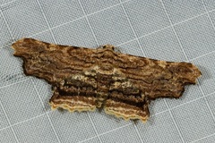 Zanclomenophra subusta