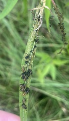 Trirhabda bacharidis