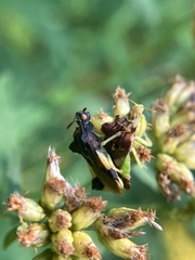 Phymata pennsylvanica