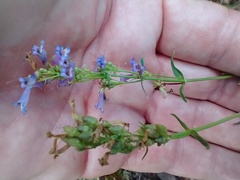 Penstemon procerus