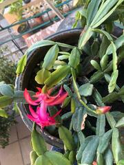 Schlumbergera