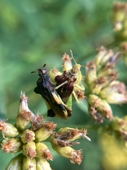 Phymata pennsylvanica