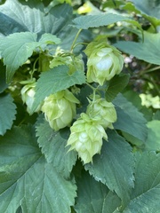 Humulus