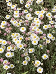 Erigeron modestus