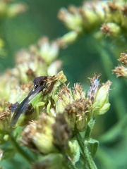 Phymata pennsylvanica