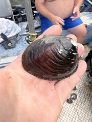 Reginaia ebenus