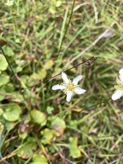 Parnassia fimbriata