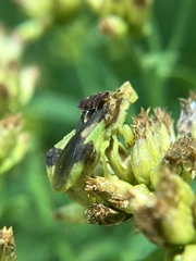 Phymata pennsylvanica