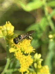 Ectemnius