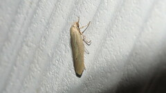 Gonioterma mistrella