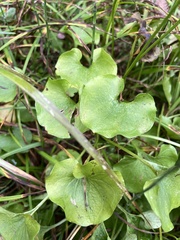 Parnassia fimbriata