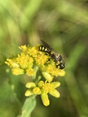 Ectemnius