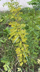 Caragana arborescens