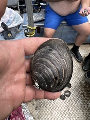 Reginaia ebenus