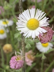 Erigeron modestus