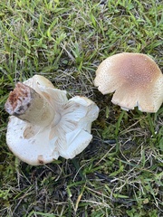 Amanita amerirubescens