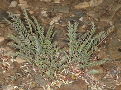 Astragalus lentiginosus semotus