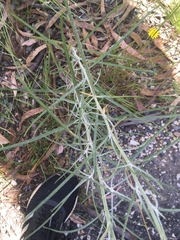 Senecio quadridentatus