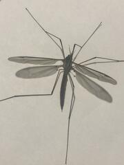 Tipula