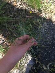 Senecio quadridentatus