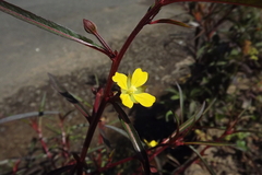 Ludwigia