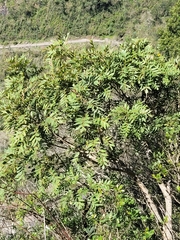 Roupala asplenioides