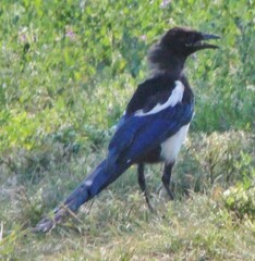 Pica hudsonia