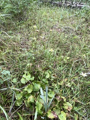 Parnassia fimbriata