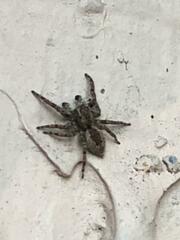 Salticinae