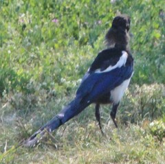 Pica hudsonia