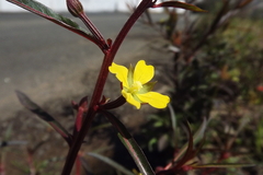 Ludwigia