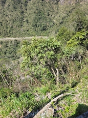 Roupala asplenioides