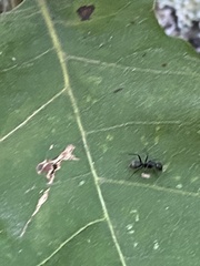 Camponotus pennsylvanicus