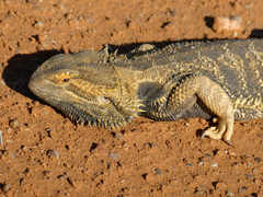 Pogona vitticeps