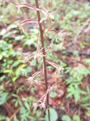 Tipularia discolor