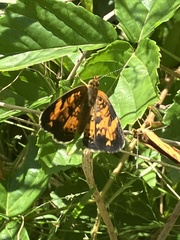 Phyciodes
