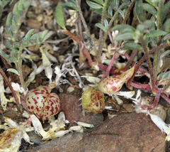Astragalus lentiginosus semotus