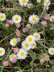 Erigeron modestus