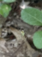 Mangora