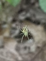 Mangora